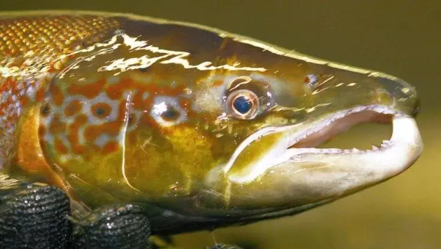 Tayvan'da bedava suşi yemek için onlarca kişi ismini 'somon' olarak değiştirdi