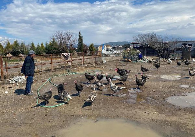 İran tavuğundan 'paskalya yumurtası' üretiyor! Tanesi 7 liradan kapış kapış satılıyor İran tavuğundan 'paskalya yumurtası' üretiyor! Tanesi 7 liradan kapış kapış satılıyor