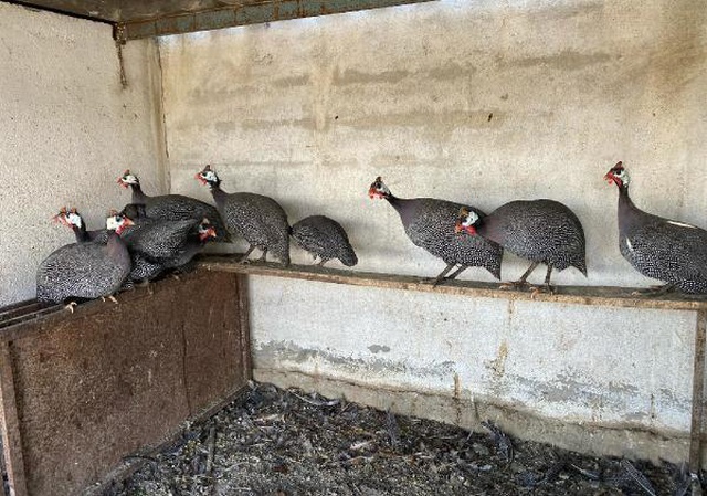 İran tavuğundan 'paskalya yumurtası' üretiyor! Tanesi 7 liradan kapış kapış satılıyor İran tavuğundan 'paskalya yumurtası' üretiyor! Tanesi 7 liradan kapış kapış satılıyor
