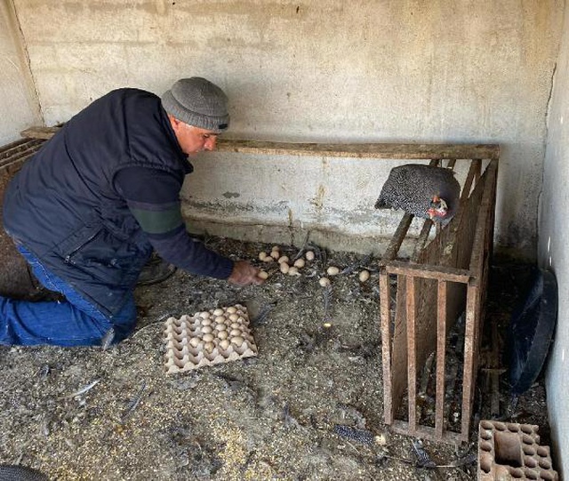 İran tavuğundan 'paskalya yumurtası' üretiyor! Tanesi 7 liradan kapış kapış satılıyor İran tavuğundan 'paskalya yumurtası' üretiyor! Tanesi 7 liradan kapış kapış satılıyor