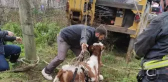 Son dakika haberi | Kuyuya düşen buzağıyı itfaiye kurtardı