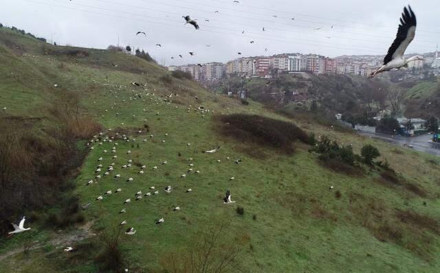 Baharın müjdecisi leylekler İstanbul'a akın etti