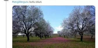 Datça Belediyesi, Sevgililer Günü tweetini 6 bin dolara sattı
