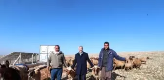 Son dakika haberi! Hayvancılık gelişiyor, hem yetiştirici hem ülke ekonomisi kazanıyor