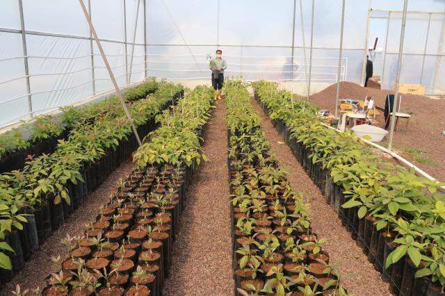 Otomasyon şirketini kapatıp bahçe kuran girişimci avokado fidanı yetiştiriyor