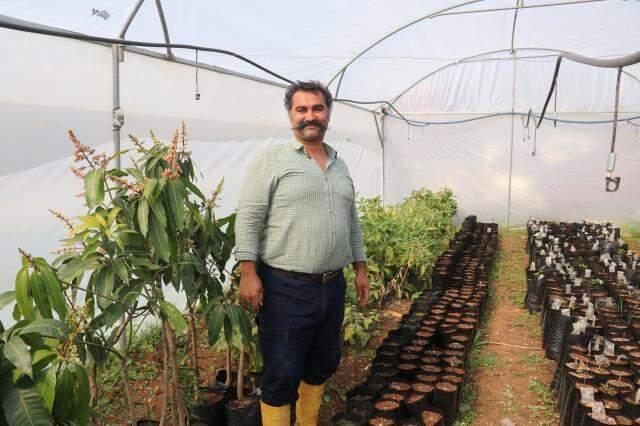 Otomasyon şirketini kapatıp bahçe kuran girişimci avokado fidanı yetiştiriyor