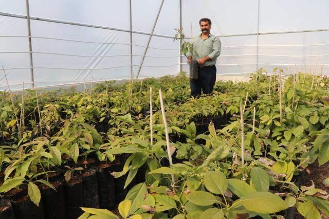 Otomasyon şirketini kapatıp bahçe kuran girişimci avokado fidanı yetiştiriyor