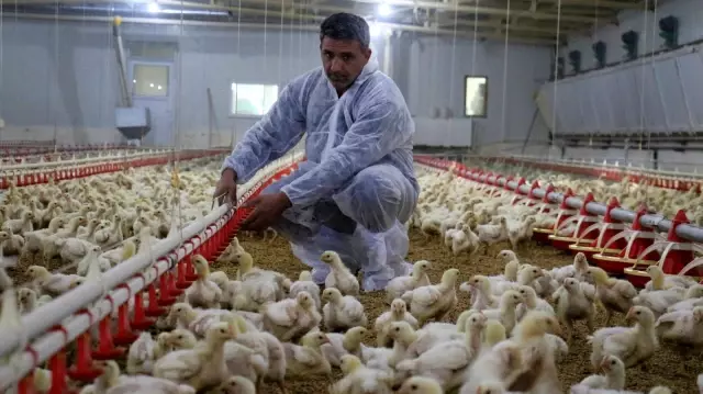 Müteahhitliği bırakıp devlet desteğiyle çiftlik kurdu, yılda 300 bin TL kazanıyor