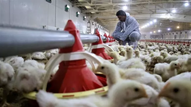 Müteahhitliği bırakıp devlet desteğiyle çiftlik kurdu, yılda 300 bin TL kazanıyor