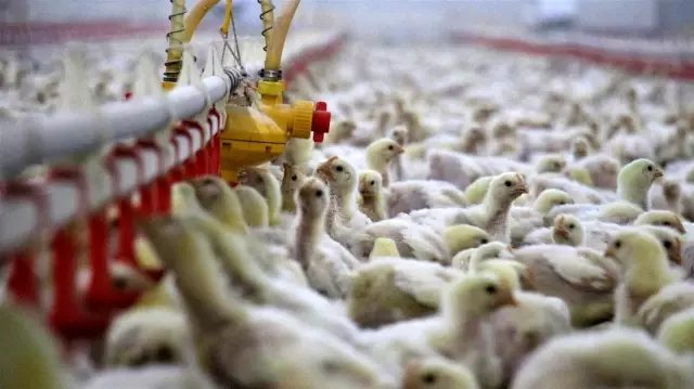 Müteahhitliği bırakıp devlet desteğiyle çiftlik kurdu, yılda 300 bin TL kazanıyor