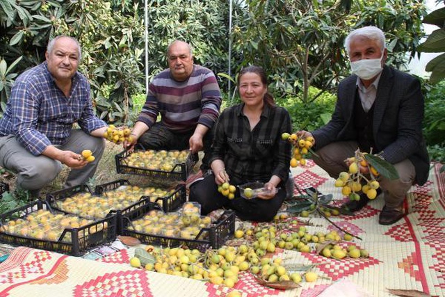 Yeni dünya hasadı başladı, üretici fiyattan dolayı bayram ediyor: Kilosu 30 lira Yeni dünya hasadı başladı, üretici fiyattan dolayı bayram ediyor: Kilosu 30 lira
