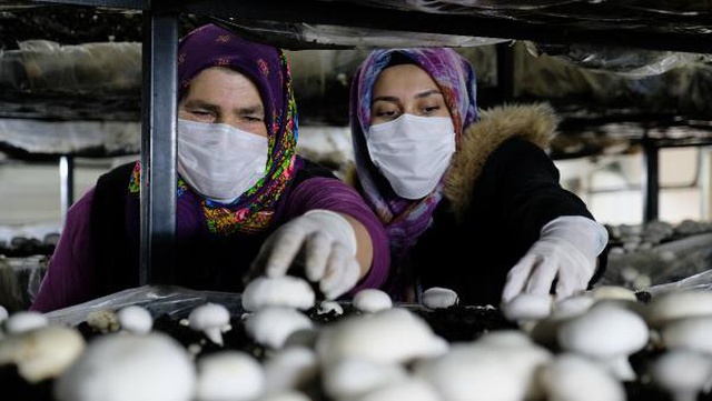 Gelin-kaynana, tarımın yapılamadığı Orta Toroslar'da mantar üretiyor Gelin-kaynana, tarımın yapılamadığı Orta Toroslar'da mantar üretiyor