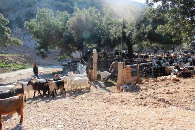 Koyunlarını gütmek için drone kullanan çoban kilometrelerce yol gitmekten kurtuldu