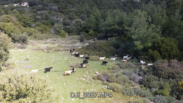 Koyunlarını gütmek için drone kullanan çoban kilometrelerce yol gitmekten kurtuldu