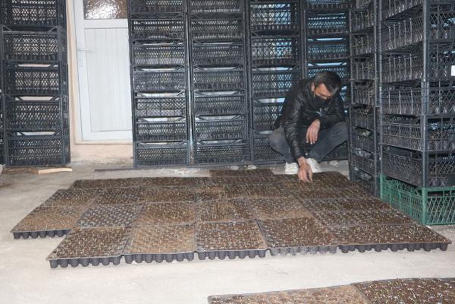 Sebze fidesi yetiştirmek için kiraya çıkıp, evini seraya dönüştürdü! Bu yıl 300 bin lira kazanacak Sebze fidesi yetiştirmek için kiraya çıkıp, evini seraya dönüştürdü! Bu yıl 300 bin lira kazanacak