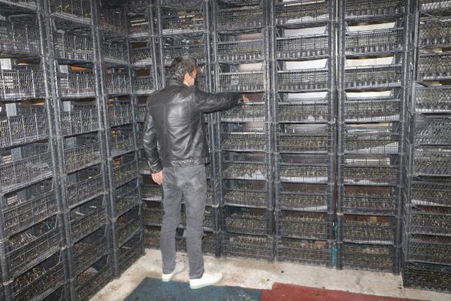 Sebze fidesi yetiştirmek için kiraya çıkıp, evini seraya dönüştürdü! Bu yıl 300 bin lira kazanacak Sebze fidesi yetiştirmek için kiraya çıkıp, evini seraya dönüştürdü! Bu yıl 300 bin lira kazanacak