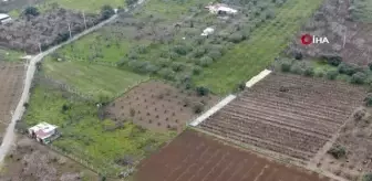 Kuzey yarımkürenin ilk kirazı gecikecek