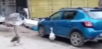 Otomobilin kapısını açmaya çalışan kazlar tebessüm ettirdi