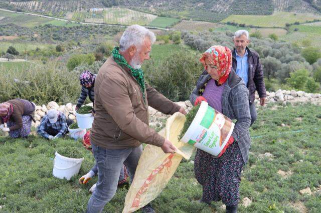 Şifa deposu zahter, mahallenin geçim kaynağı haline geldi; kilosu 20 TL
