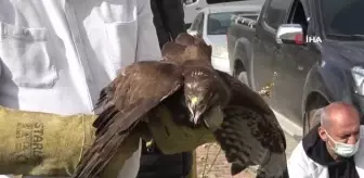 Alanya'da tedavisi tamamlanan 3 şahin doğaya salındı