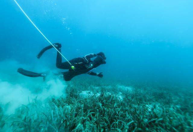Su altı işçilerinin Uzak Doğu sofraları için deniz patlıcanı mesaisi devam ediyor Su altı işçilerinin Uzak Doğu sofraları için deniz patlıcanı mesaisi devam ediyor