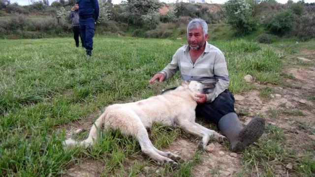 Vurularak öldürülen çoban köpeğinin başında gözyaşlarına boğuldu