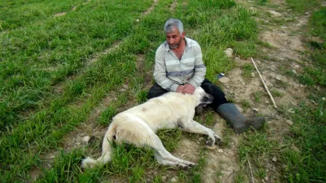 Vurularak öldürülen çoban köpeğinin başında gözyaşlarına boğuldu