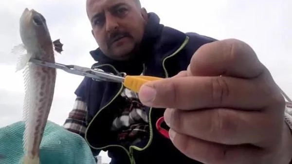 Akdeniz'de zehirli trakonya balığı tehlikesi! Sadece teması bile hastanelik ediyor