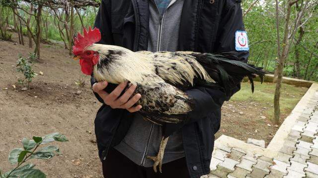 'Anne'' diye bağıran horozun sahibi konuştu: Artık ölene kadar bizimle 'Anne'' diye bağıran horozun sahibi konuştu: Artık ölene kadar bizimle