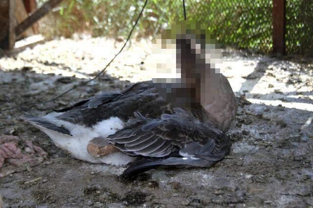 Beslediği kazı kümeste boğazından iple asılmış halde buldu, yapanlara demediğini bırakmadı
