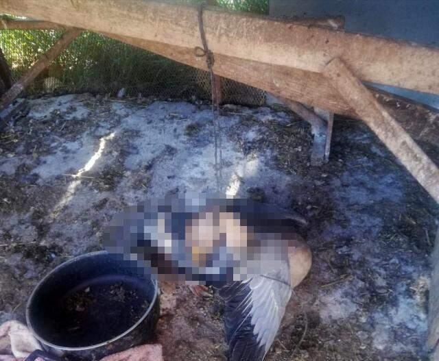 Beslediği kazı kümeste boğazından iple asılmış halde buldu, yapanlara demediğini bırakmadı