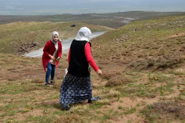 Muş'ta baharın müjdecisi 'çiriş' otu geçim kaynağı oldu