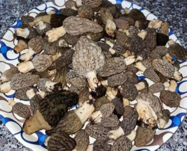Doğada kendiliğinden yetişen kuzugöbeği mantarının fiyatı, eti 3'e katladı Doğada kendiliğinden yetişen kuzugöbeği mantarının fiyatı, eti 3'e katladı