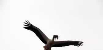 Ardahan'a gelen leylekler yuvalarını kuruyor