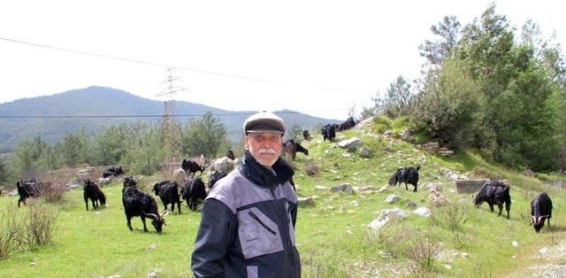 Çobanlık 'parası çok hanımı yok' mesleği oldu Çobanlık 'parası çok hanımı yok' mesleği oldu