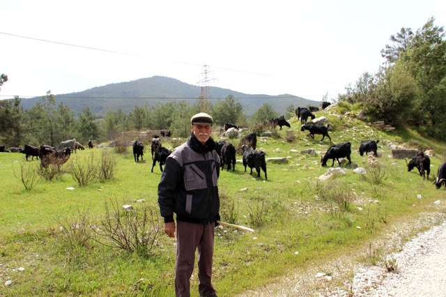 Çobanlık 'parası çok hanımı yok' mesleği oldu Çobanlık 'parası çok hanımı yok' mesleği oldu