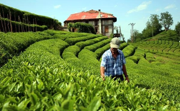 Çay tarımında 83 yıl sonra değişim başlıyor! Verimin artırılması için bahçeler yenilenecek