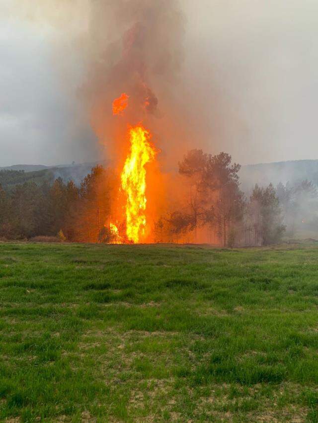Muğla'nın iki ilçesinde ormanlık alanda yangın çıktı