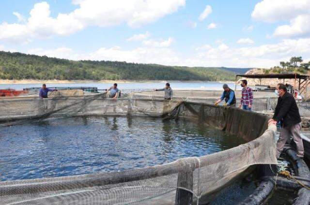 Denizi olmayan Manisa'dan dünyaya balık ihracı