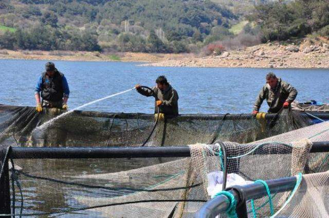 Denizi olmayan Manisa'dan dünyaya balık ihracı