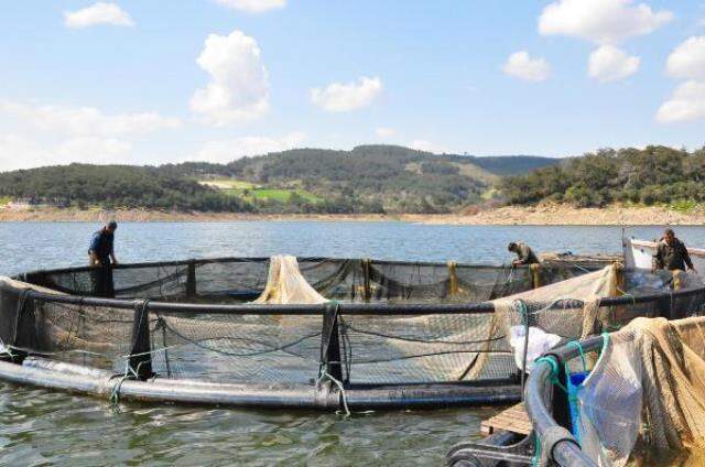 Denizi olmayan Manisa'dan dünyaya balık ihracı