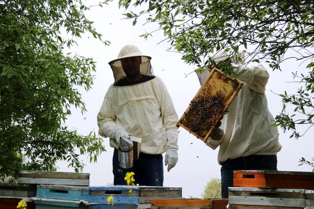 20 yıl sonra keşke dememek için arıcılığa başladılar, şimdi siparişlere yetişemiyorlar