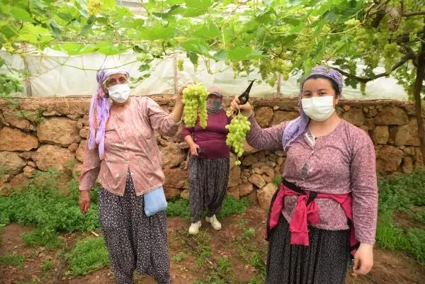 Yılın ilk erkenci üzümleri tarlada kilosu 50 TL'den satıldı