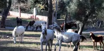 Kayıp atların sucuk yapıldığı iddiası veteriner işleri müdürüne soruldu, verdiği yanıt tuhaftı