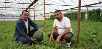 Kilogramı 6 TL olan ilk hasat karpuz, üreticinin yüzünü güldürdü