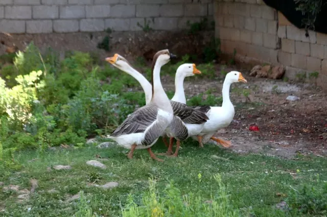 Beslediği kazların saldırısına uğrayıp yerlerde sürüklenince kazları satışa çıkardı