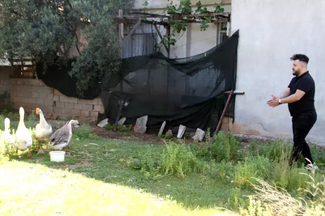 Beslediği kazların saldırısına uğrayıp yerlerde sürüklenince kazları satışa çıkardı