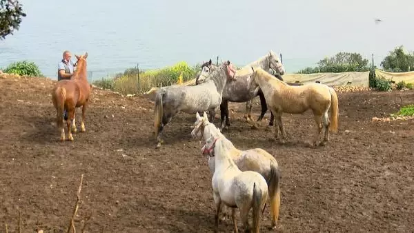 Hatay'daki kayıp atlarla ilgili yeni detaylar! Bakamayınca kayıp ihbarı yapmışlar