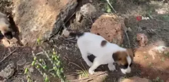 Sokak hayvanlarını beslemek için her gün kilometrelerce yol kat ediyor