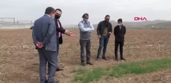 2 bin çeşit arasından 'tescillenecek' buğdaylar çiftçiye sunulacak